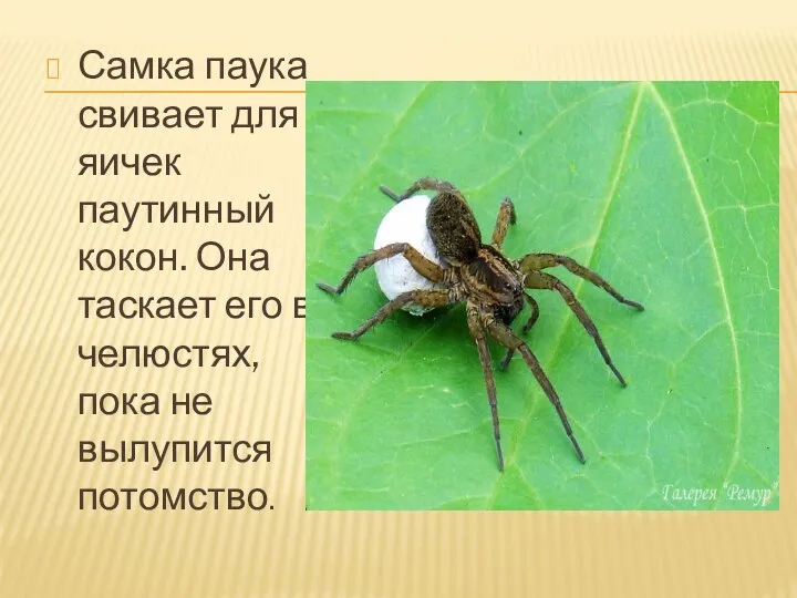 Самка паука свивает для яичек паутинный кокон. Она таскает его в челюстях, пока не вылупится потомство.