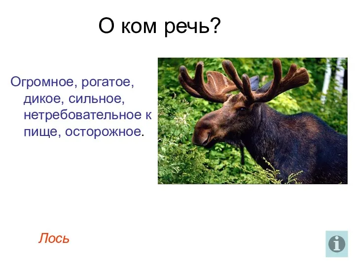 О ком речь? Огромное, рогатое, дикое, сильное, нетребовательное к пище, осторожное. Лось