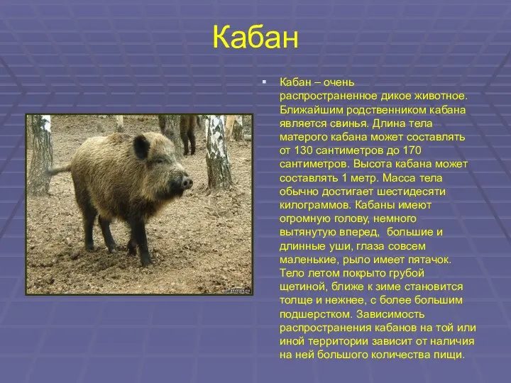 Кабан Кабан – очень распространенное дикое животное. Ближайшим родственником кабана