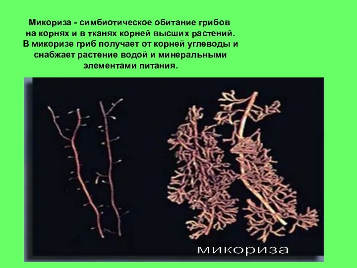Микориза - симбиотическое обитание грибов на корнях и в тканях