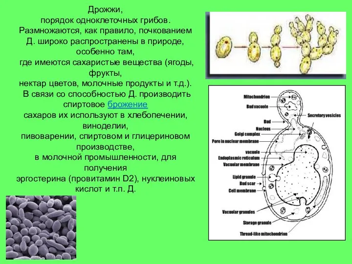 Дрожжи, порядок одноклеточных грибов. Размножаются, как правило, почкованием Д. широко