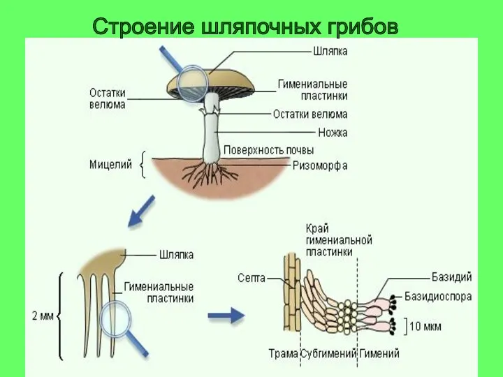 Строение шляпочных грибов