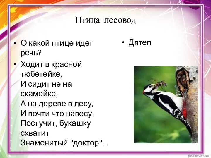 Птица-лесовод О какой птице идет речь? Ходит в красной тюбетейке,