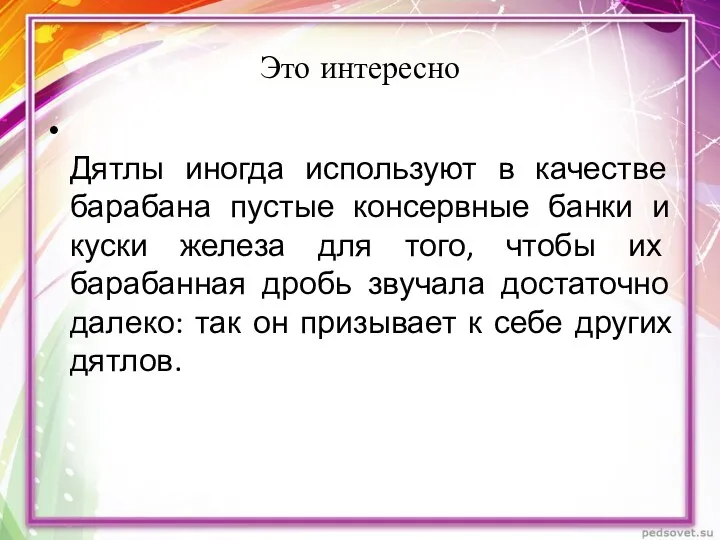 Это интересно Дятлы иногда используют в качестве барабана пустые консервные