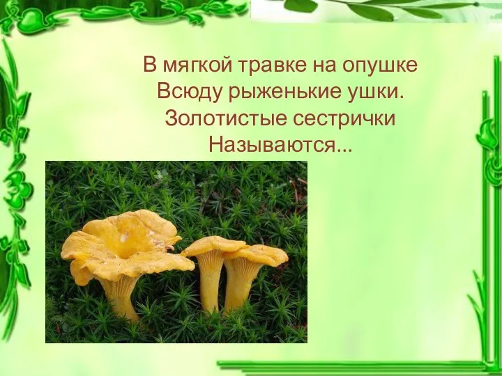 В мягкой травке на опушке Всюду рыженькие ушки. Золотистые сестрички Называются...