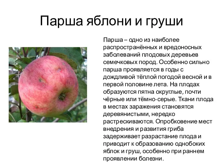 Парша яблони и груши Парша – одно из наиболее распространённых и вредоносных заболеваний