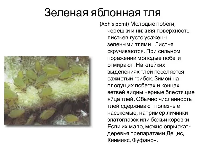 Зеленая яблонная тля (Aphis pomi) Молодые побеги, черешки и нижняя