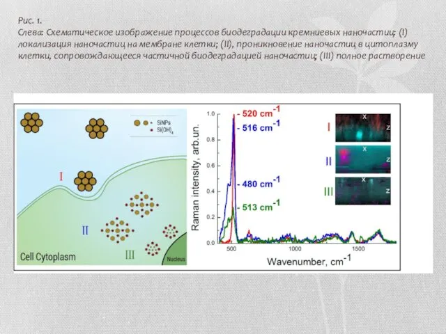 Рис. 1. Слева: Схематическое изображение процессов биодеградации кремниевых наночастиц: (I)