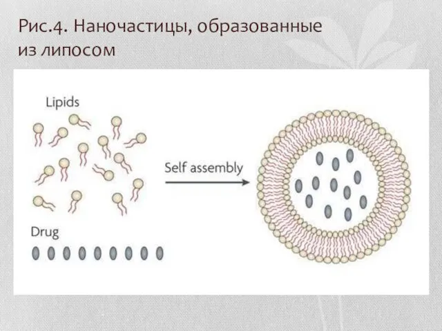 Рис.4. Наночастицы, образованные из липосом