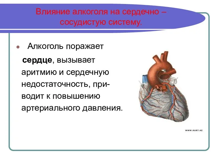 Влияние алкоголя на сердечно – сосудистую систему. Алкоголь поражает сердце,