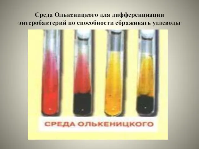 Среда Олькеницкого для дифференциации энтеробактерий по способности сбраживать углеводы