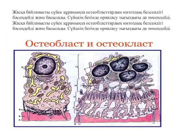 Жасқа байланысты сүйек құрамында остеобласттардың митоздық белсендігі бәсеңдейді және басылады.