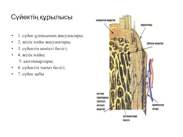 Сүйектің құрылысы 1. сүйек ұлпасының жасушалары; 2. жілік майы жасушалары;