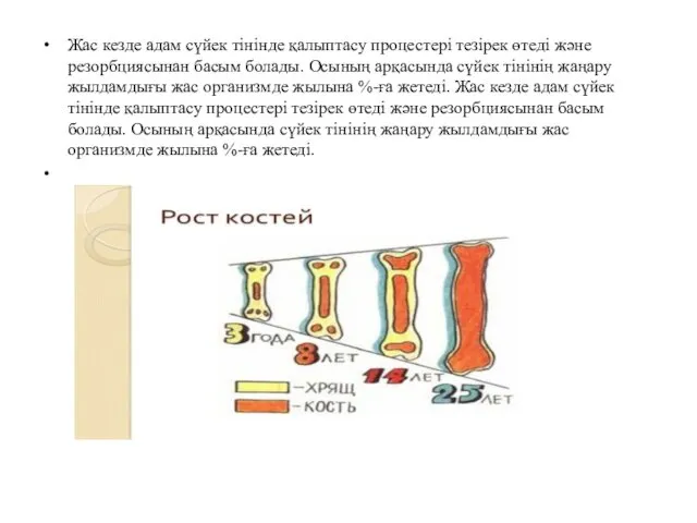 Жас кезде адам сүйек тінінде қалыптасу процестері тезірек өтеді және