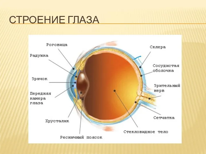 СТРОЕНИЕ ГЛАЗА