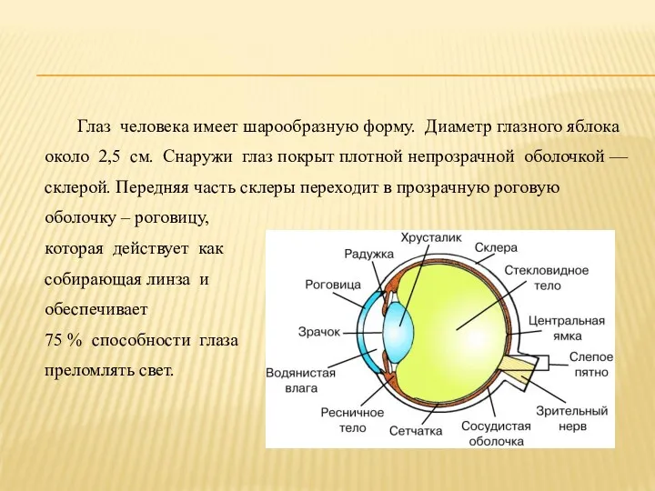 Глаз человека имеет шарообразную форму. Диаметр глазного яблока около 2,5