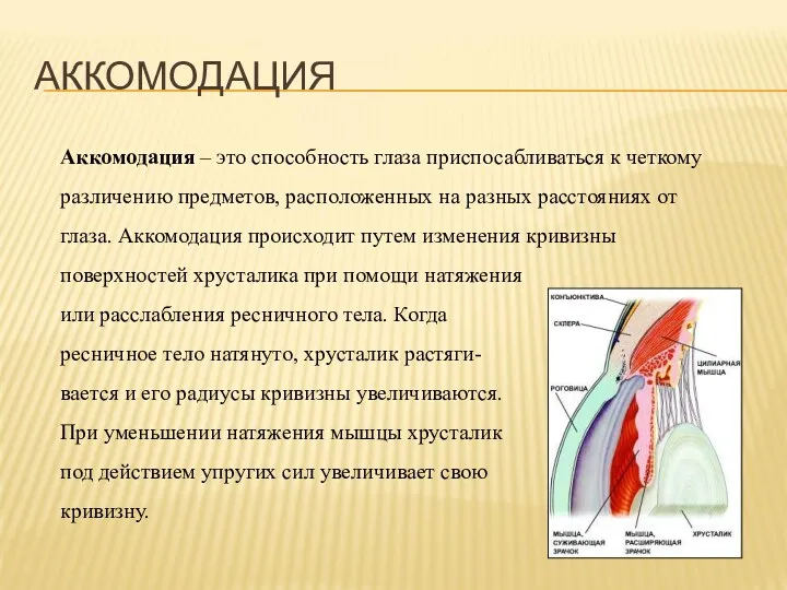 АККОМОДАЦИЯ Аккомодация – это способность глаза приспосабливаться к четкому различению