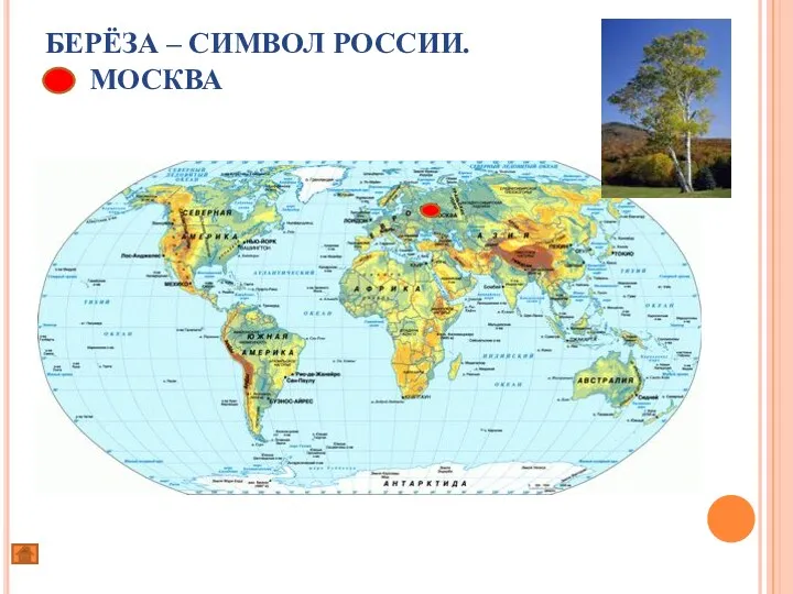 БЕРЁЗА – СИМВОЛ РОССИИ. МОСКВА