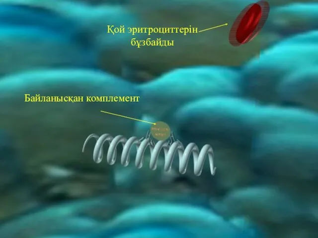 Қой эритроциттерін бұзбайды Байланысқан комплемент