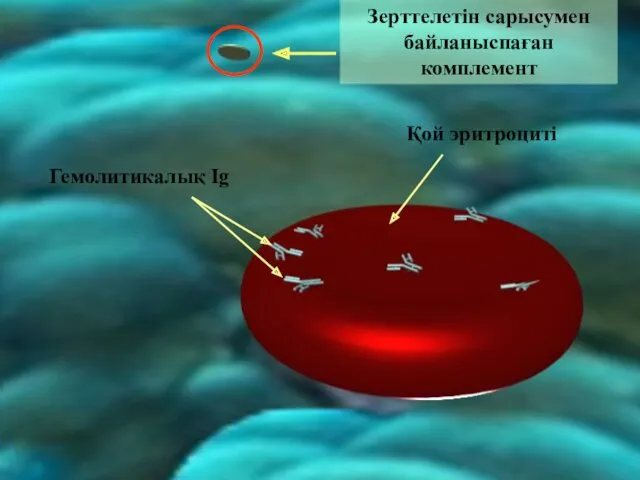 Қой эритроциті Гемолитикалық Ig Зерттелетін сарысумен байланыспаған комплемент