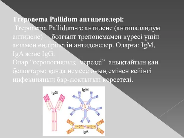 Тreponema Pallidum антиденелері: Тreponema Pallidum-ге антидене (антипаллидум антидене) —бозғылт трепонемамен күресі үшін ағзамен