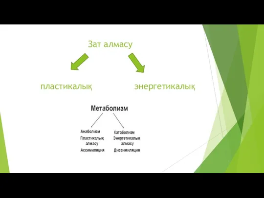 Зат алмасу пластикалық энергетикалық