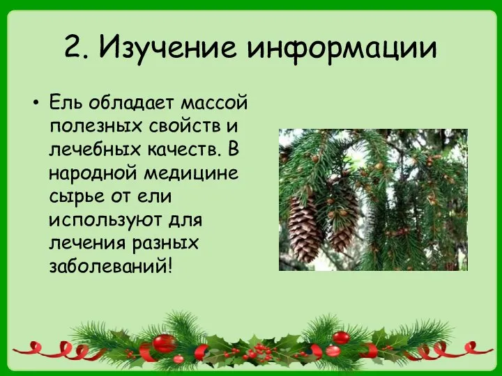 2. Изучение информации Ель обладает массой полезных свойств и лечебных