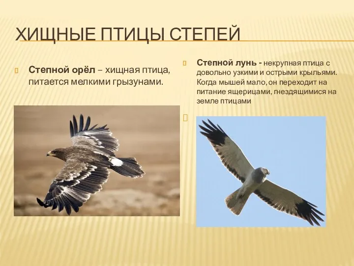 Хищные Птицы степей Степной орёл – хищная птица, питается мелкими
