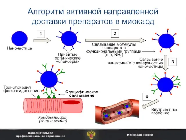 Алгоритм активной направленной доставки препаратов в миокард Наночастица Привитые органические