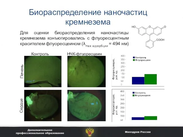 Биораспределение наночастиц кремнезема Для оценки биораспределения наночастицы кремнезема конъюгировались с флуоресцентным красителем флуоресцеином