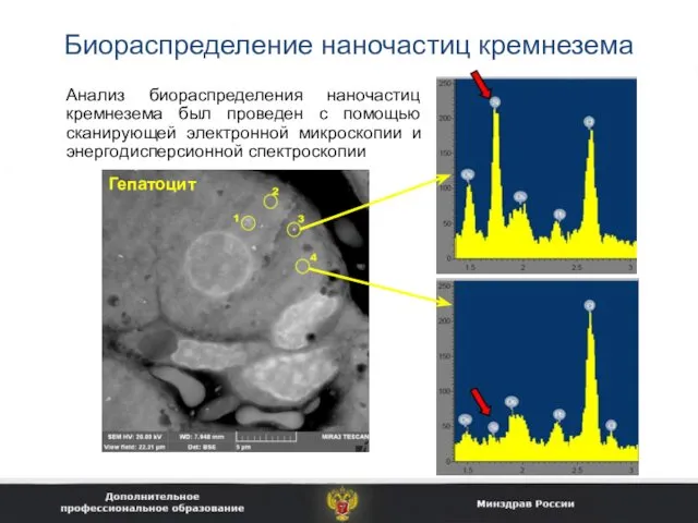 Биораспределение наночастиц кремнезема Анализ биораспределения наночастиц кремнезема был проведен с