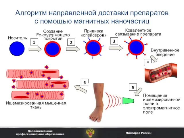 Алгоритм направленной доставки препаратов с помощью магнитных наночастиц Носитель Ковалентное связывание препарата Внутривенное