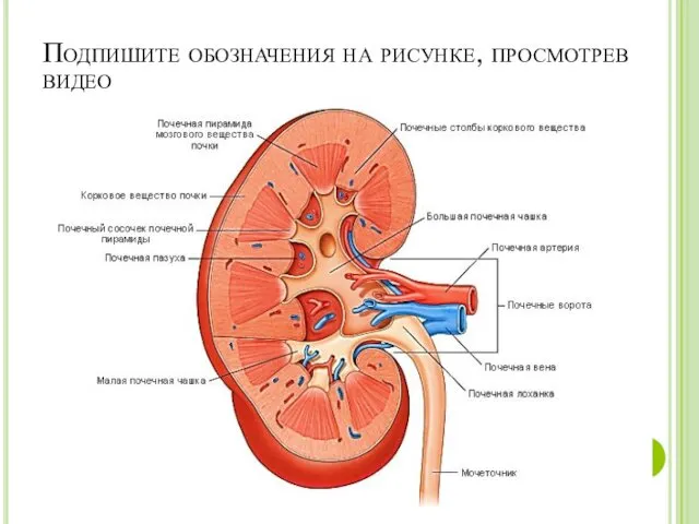 Подпишите обозначения на рисунке, просмотрев видео