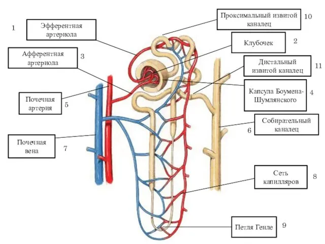 Эфферентная артериола Афферентная артериола Почечная артерия Почечная вена Клубочек Капсула