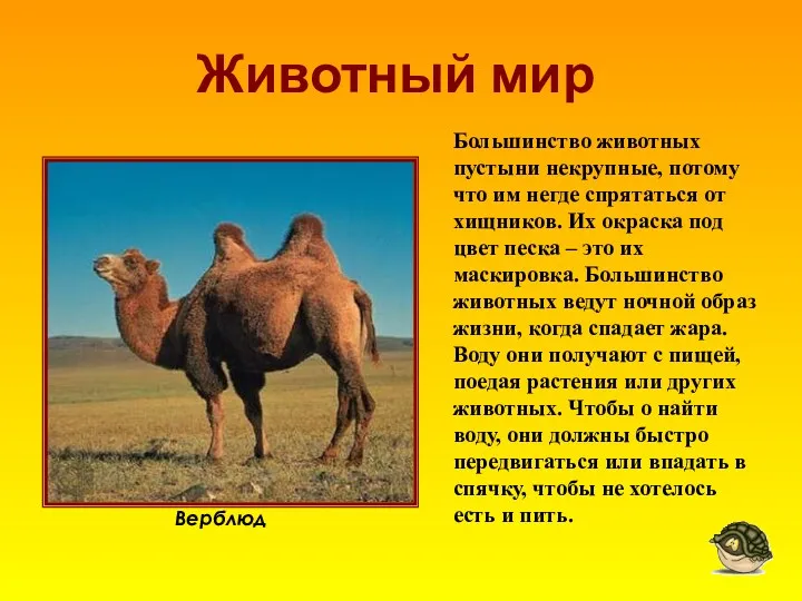 Животный мир Верблюд Большинство животных пустыни некрупные, потому что им
