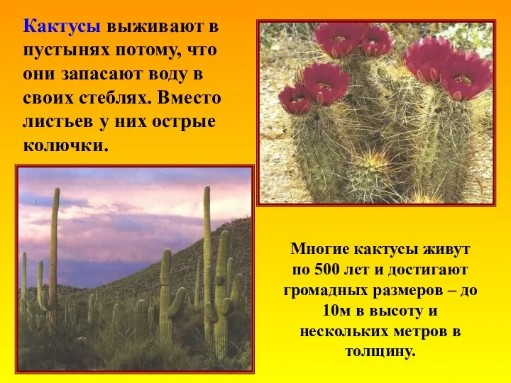 Кактусы выживают в пустынях потому, что они запасают воду в своих стеблях. Вместо