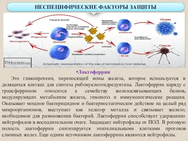 НЕСПЕЦИФИЧЕСКИЕ ФАКТОРЫ ЗАЩИТЫ Лактоферрин Это гликопротеин, переносящий ионы железа, которое