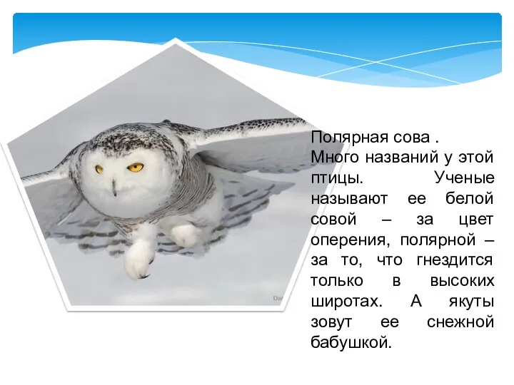 Полярная сова . Много названий у этой птицы. Ученые называют ее белой совой