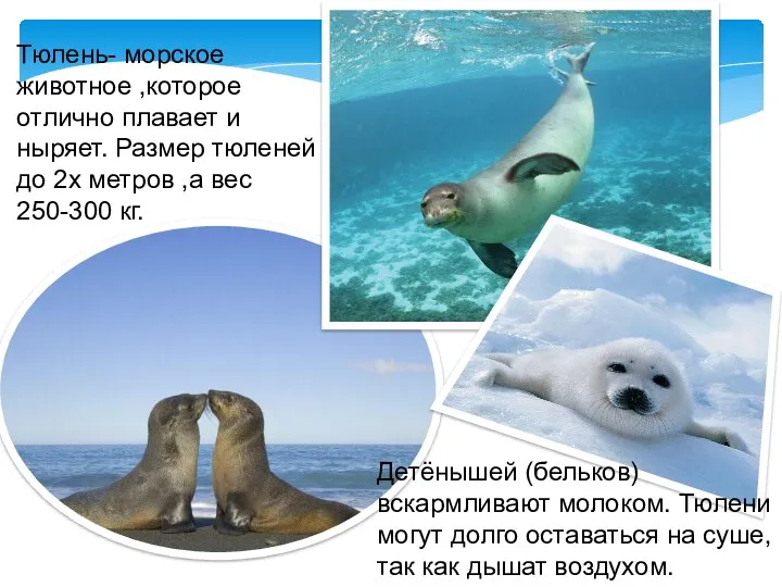 Тюлень- морское животное ,которое отлично плавает и ныряет. Размер тюленей