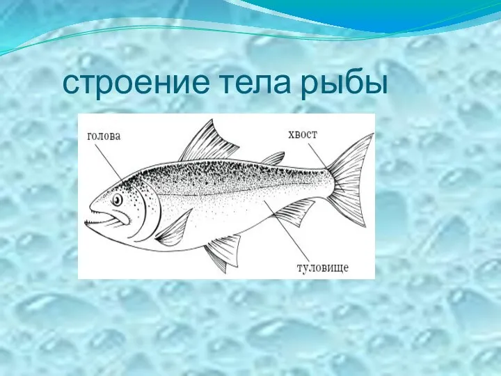 строение тела рыбы