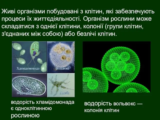 Живі організми побудовані з клітин, які забезпечують процеси їх життєдіяльності.