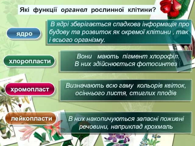 Які функції органел рослинної клітини? ядро хлоропласти лейкопласти хромопласти В