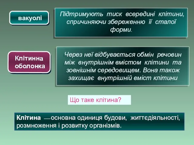 вакуолі Підтримують тиск всередині клітини, спричиняючи збереженню її сталої форми.