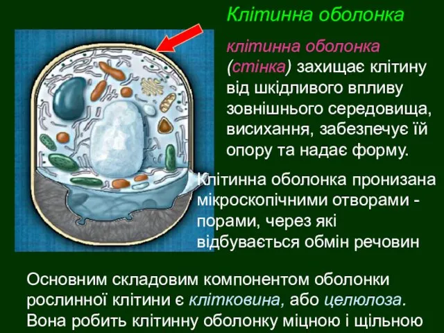 клітинна оболонка (стінка) захищає клітину від шкідливого впливу зовнішнього середовища,