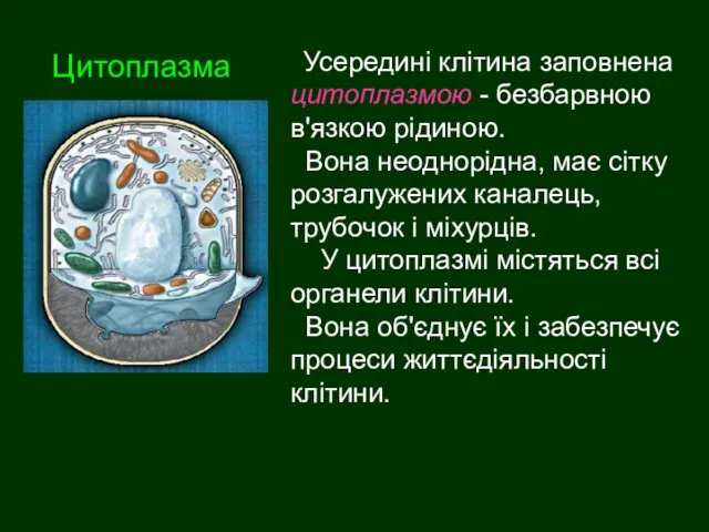 Усередині клітина заповнена цитоплазмою - безбарвною в'язкою рідиною. Вона неоднорідна,