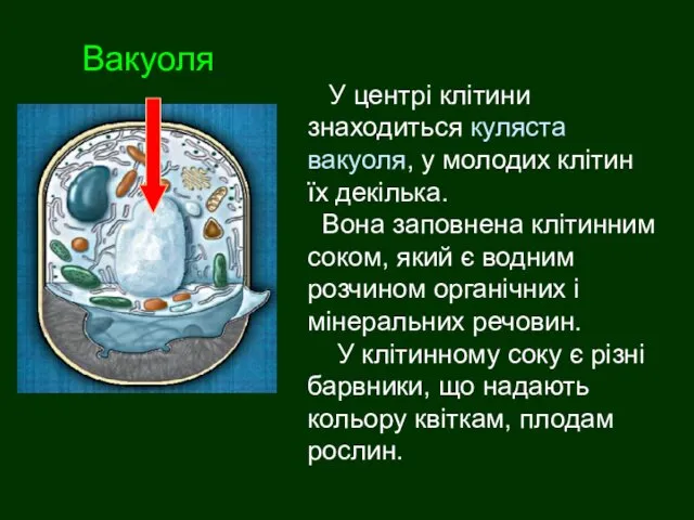 Вакуоля У центрі клітини знаходиться куляста вакуоля, у молодих клітин