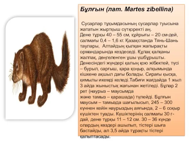 Бұлғын (лат. Martes zibellina) Сусарлар тұқымдасының сусарлар туысына жататын жыртқыш