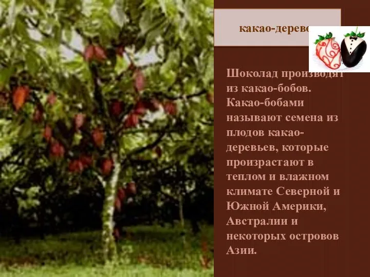 какао-дерево Шоколад производят из какао-бобов. Какао-бобами называют семена из плодов