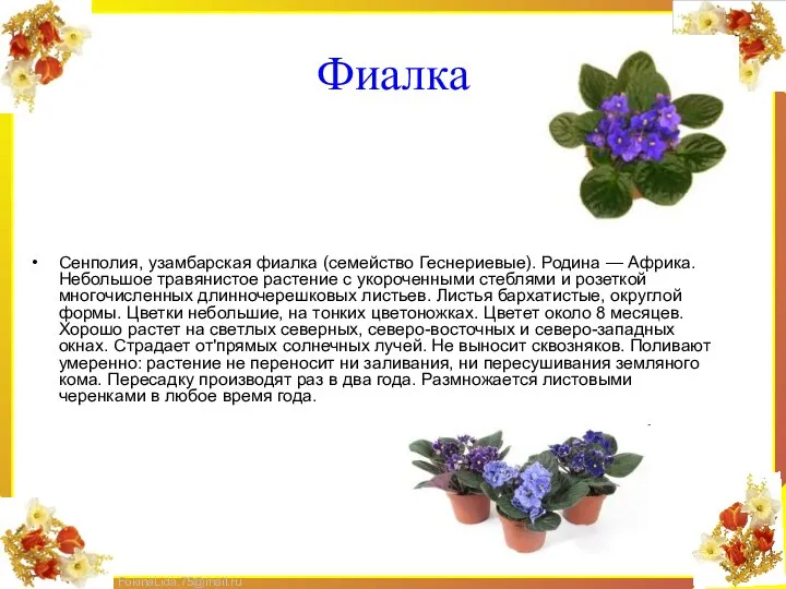 Фиалка Сенполия, узамбарская фиалка (семейство Геснериевые). Родина — Африка. Небольшое