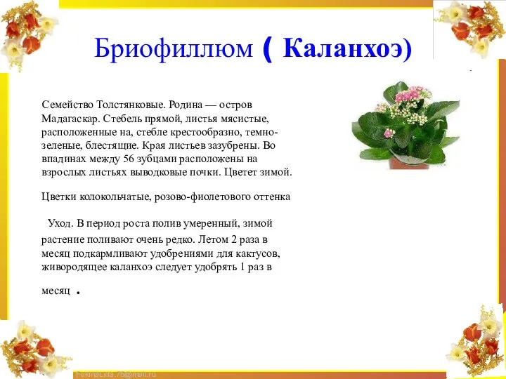 Бриофиллюм ( Каланхоэ) Семейство Толстянковые. Родина — остров Мадагаскар. Стебель